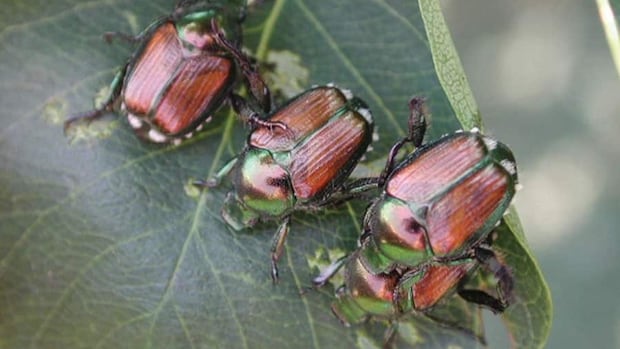 Um besouro verde de cobre em uma flor.