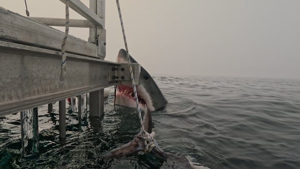 Nova reunião com um grande tubarão branco perto de Halifax Na imagem, retirada de uma gaiola na quarta -feira, em cima de um barco gerenciado por expedições de tubarão no Atlântico perto de Sambro, NS, o tubarão masculino pode ser visto a partir da água subindo, olhando para a câmera quase imediatamente, com a boca da agape e os dentes mostrados.